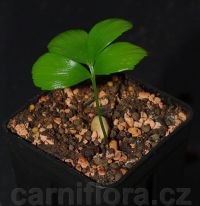 Zamia pygmaea